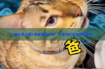 (猫小院大猫) 探秘猫咪小院，小锋与小志的奇妙缘分