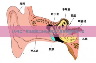 (人体工厂耳朵攻略) 细说人体工厂耳蜗关卡攻略大全